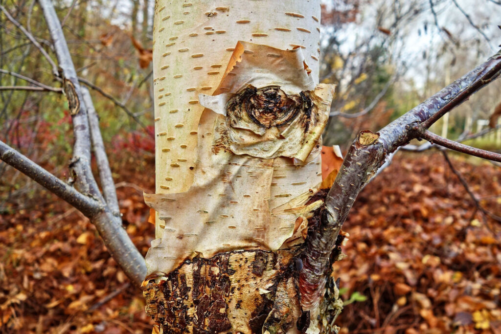 Bushcrafting - Birkenrinde als Feuerstarter