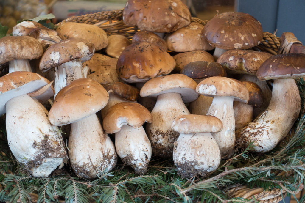 Essbare Pilze im Wald - Steinpilz