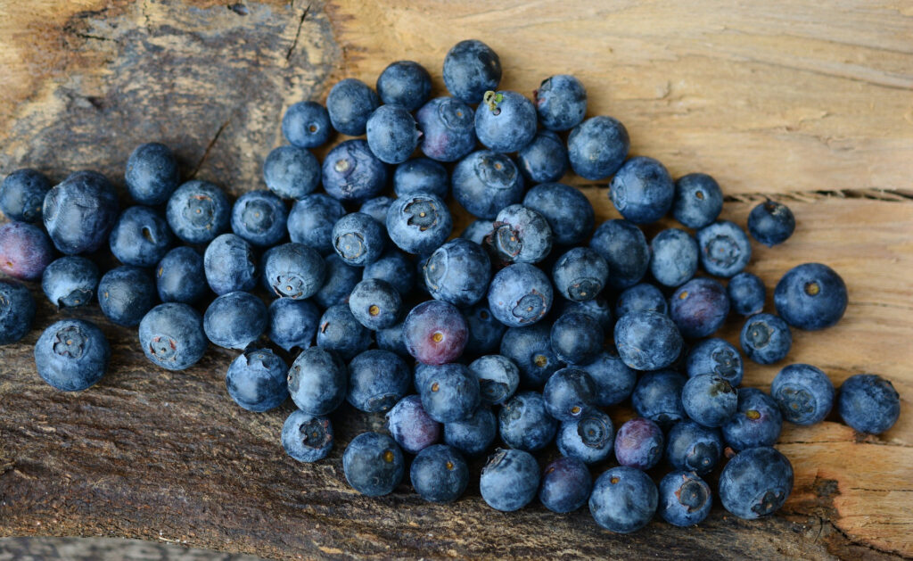 Essbare Wildpflanzen - Heidelbeeren