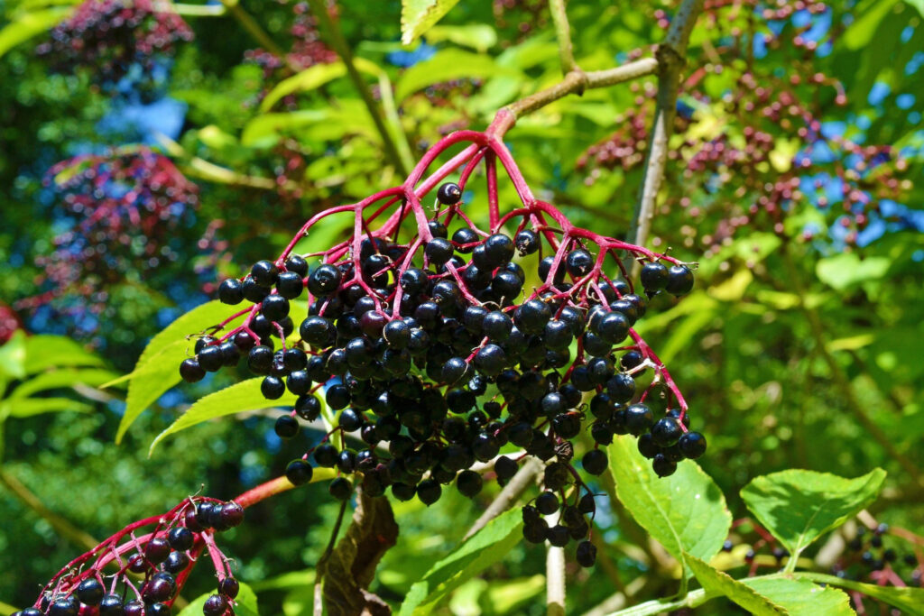 Essbare Wildpflanzen - Holunderbeeren