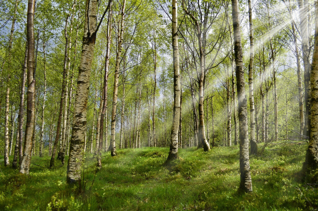 nützliche Pflanzen in der Wildnis - Birke