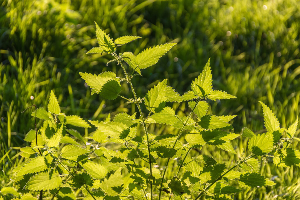 nützliche Pflanzen in der Wildnis - Brennessel