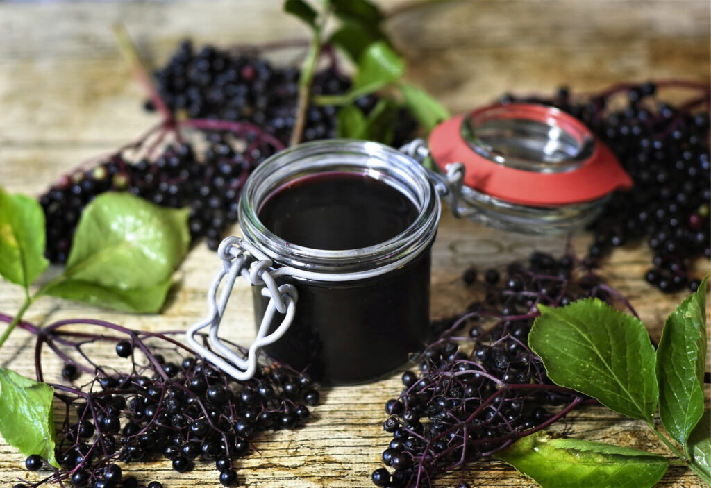 nützliche Pflanzen in der Wildnis - Beeren des Schwarzen Holunders